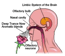 Deep Trance Now Hypno-aromatic blends