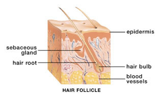 Hair Follicle - Change Your Hair Growth with Hypnosis