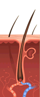 Hair Follicle - Change Your Hair Growth With Hypnosis
