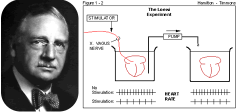 Otto Loewi, Otto Loewi Experiment